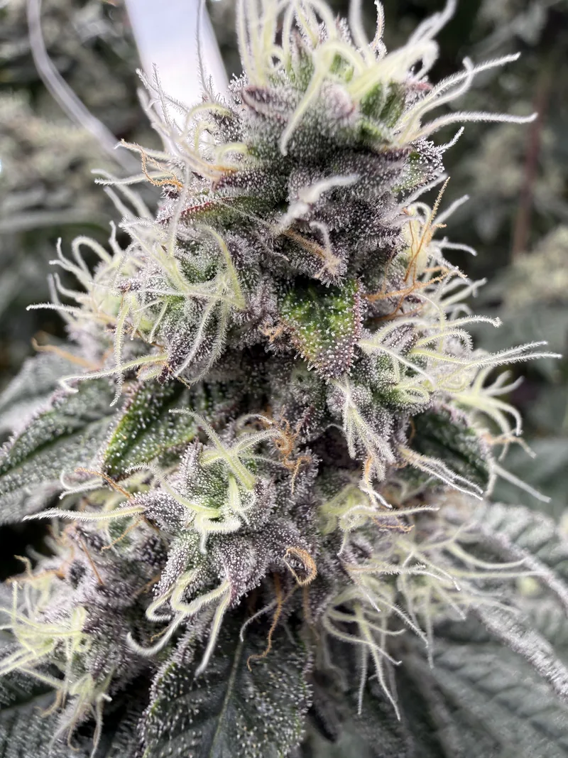 Gas Faced Fritter cola, pistils turning orange