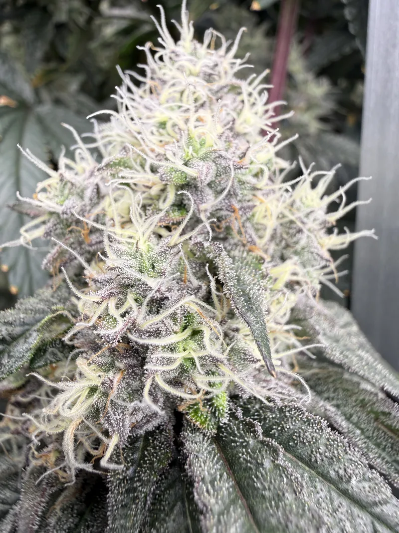 Gas Faced Fritter cola with cream pistils