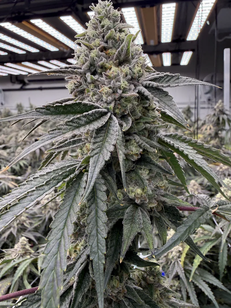 Shady Meringue plant under LED fixtures