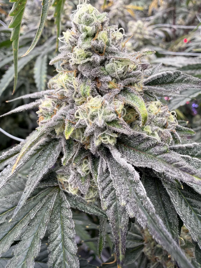 Shady Meringue cola with pale pistils, canopy behind