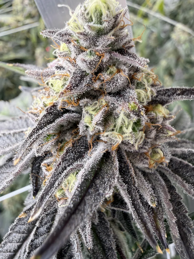 Shady Meringue cola with dark purple calyxes